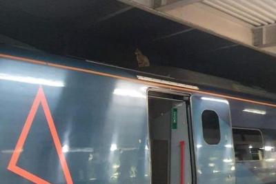 В Британии спасли кошку, забравшуюся на крышу скоростного поезда