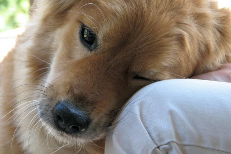 9 способов, которыми собаки говорят нам о любви