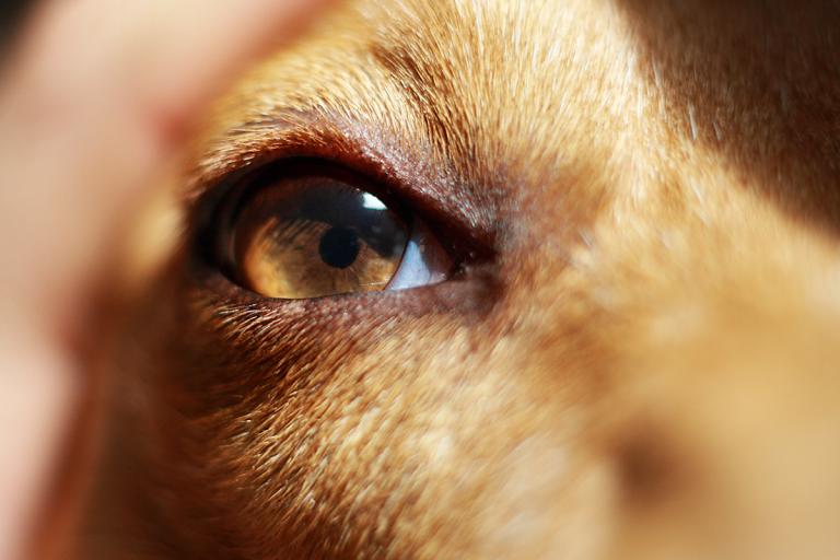 Ученые нашли компасы в глазах собак