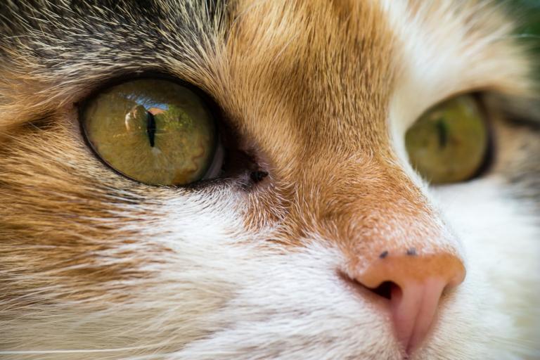Вирусный лейкоз кошек: обзор болезни
