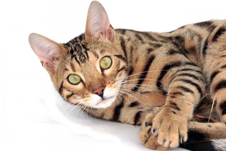 5 любопытных фактов о кошачьей внешности
