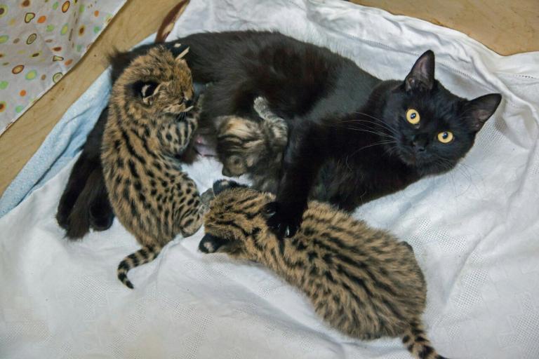 В Новосибирском зоопарке домашние кошки выкармливают детенышей диких кошек