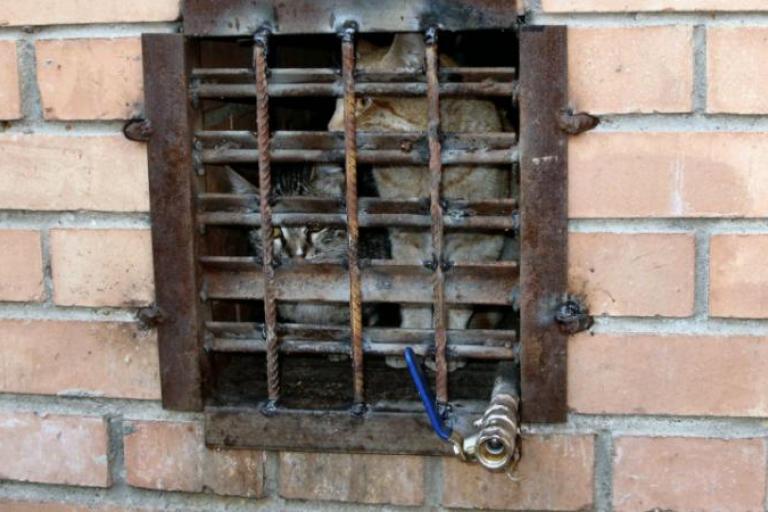 В московских подвалах могут появиться домики для кошек
