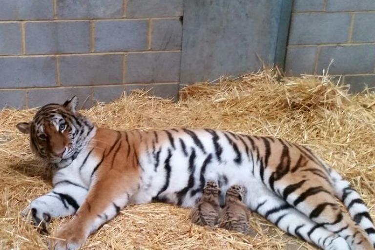 В британском сафари-парке родились двое амурских тигрят