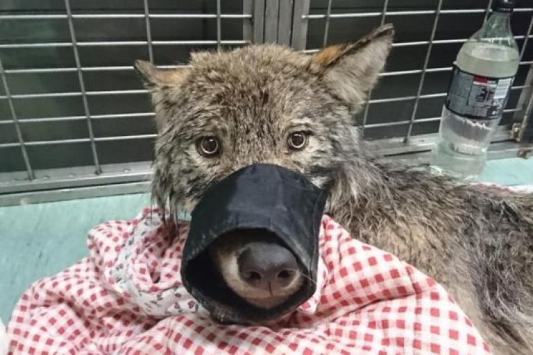 Эстонские рабочие спасли тонущую собаку, которая оказалась волком