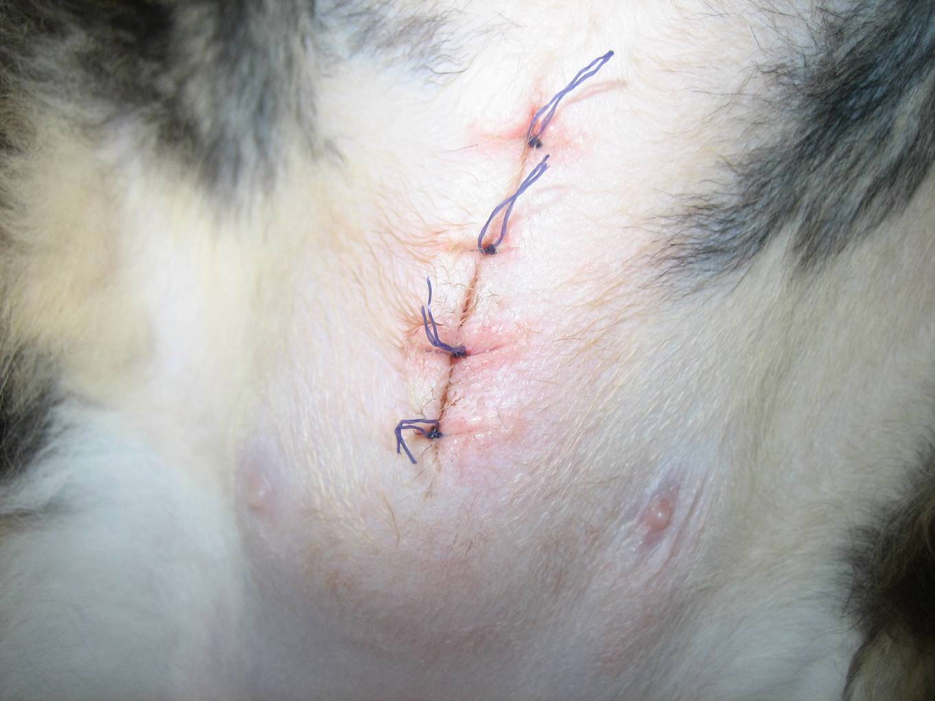 прорезавшийся простой узловатый шов после стерилизации (слишком большой отступ от края раны и избыточное натяжение шва)