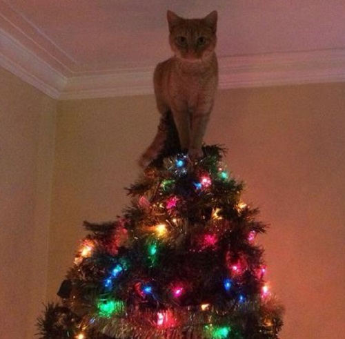 Кот на елке