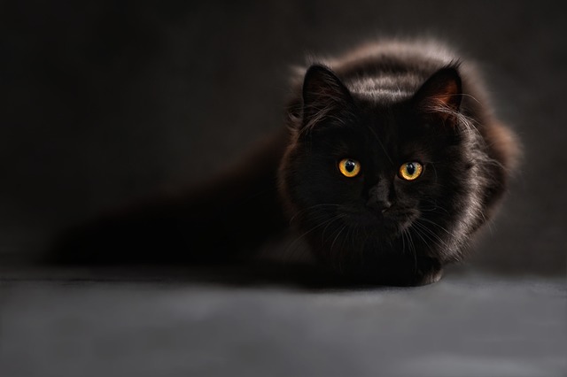 черная кошка фото