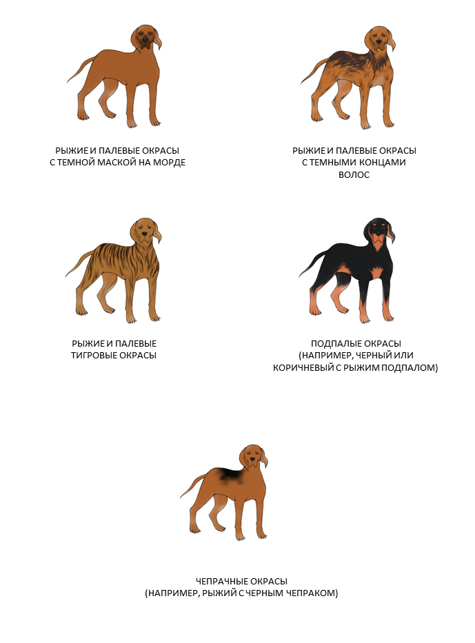 Окрасы собак: какие бывают и от чего зависят? | Pet4Me.ru