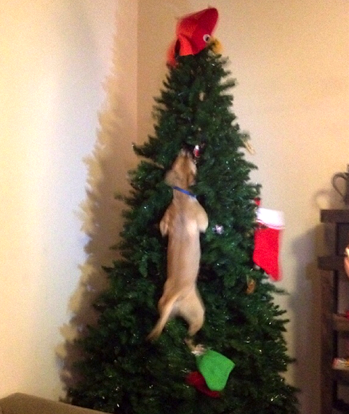 Собака на елке
