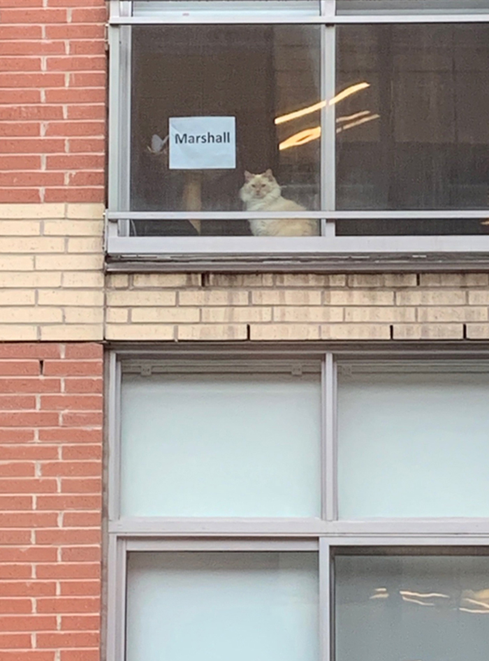 кот в окне