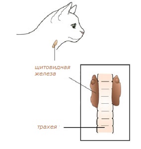 щитовидная железа кошки